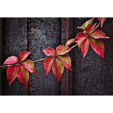 Fall Colors Black Modern Wood Framed Art Print with Double Matting by Del Santo, Francesco