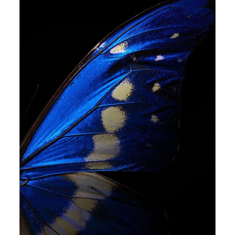 Morpho Black Modern Wood Framed Art Print with Double Matting by Miyake, Shiro