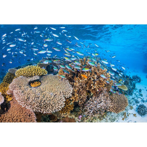 Maji Islet Reef Black Modern Wood Framed Art Print by Gabriel, Barathieu