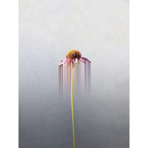 Single flower Black Modern Wood Framed Art Print by Cederberg, Marcus