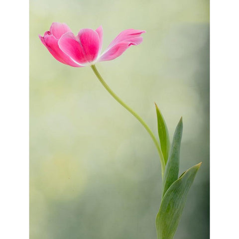 Spring Tulip Gold Ornate Wood Framed Art Print with Double Matting by D Lester, Linda