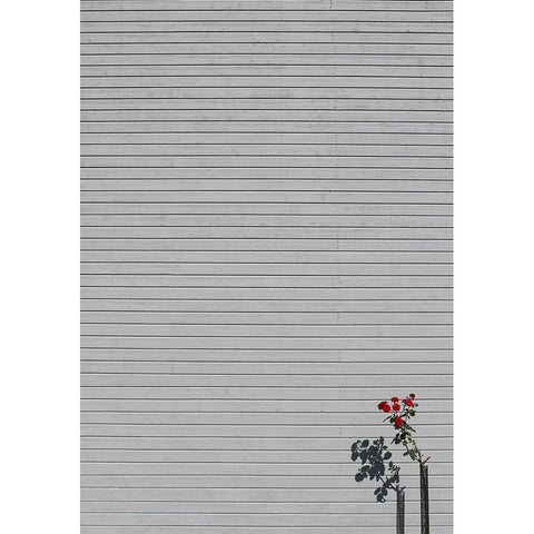 SIngle rose Black Modern Wood Framed Art Print by Cederberg, Marcus