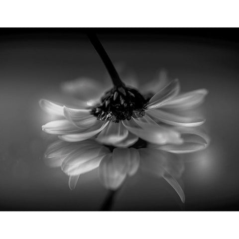 Little daisy Gold Ornate Wood Framed Art Print with Double Matting by Albanese, Manuela