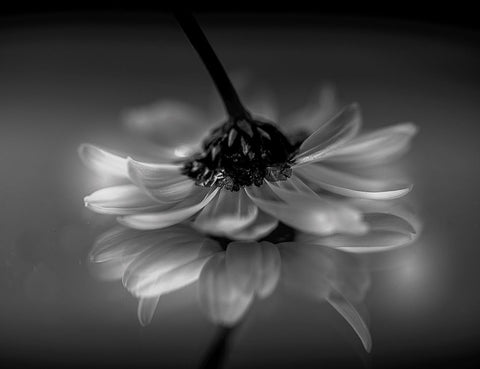 Little daisy Black Ornate Wood Framed Art Print with Double Matting by Albanese, Manuela