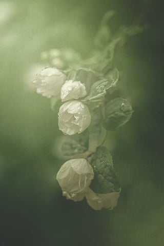 Jasmine Black Ornate Wood Framed Art Print with Double Matting by Zvinakeviciute, Kristina