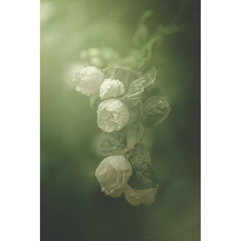 Jasmine Black Modern Wood Framed Art Print by Zvinakeviciute, Kristina