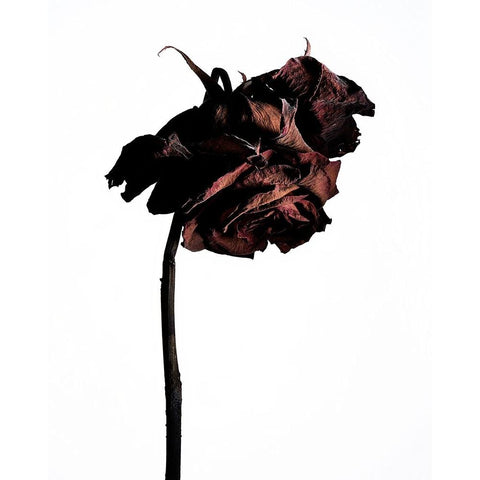 Dried Flower Black Modern Wood Framed Art Print by Miyake, Shiro