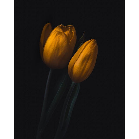 Golden Tulip Black Modern Wood Framed Art Print by Bos, Wicher