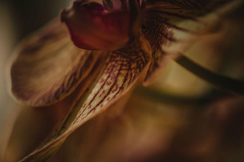 Botanical Series - Orchid 1/2 Black Ornate Wood Framed Art Print with Double Matting by Elijas, Eva