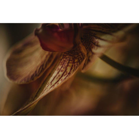 Botanical Series - Orchid 1/2 White Modern Wood Framed Art Print by Elijas, Eva