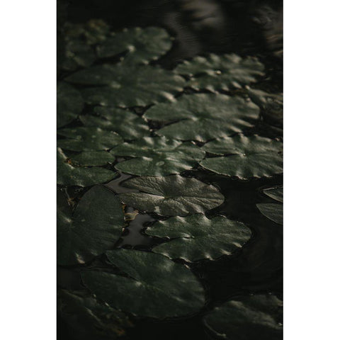 Botanical Series - Water Lily Leaves 1/2 Black Modern Wood Framed Art Print with Double Matting by Elijas, Eva