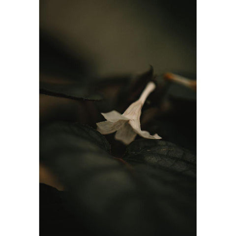 Botanical Series - White Blossom White Modern Wood Framed Art Print by Elijas, Eva