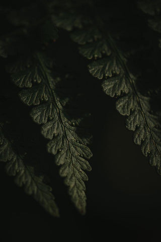 Botanical Series - Fern 1/2 White Modern Wood Framed Art Print with Double Matting by Elijas, Eva