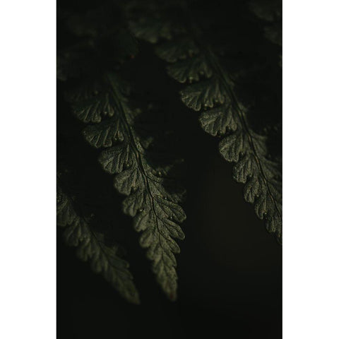 Botanical Series - Fern 1/2 Black Modern Wood Framed Art Print by Elijas, Eva