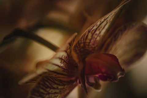Botanical Series - Orchid 2/2 Black Ornate Wood Framed Art Print with Double Matting by Elijas, Eva