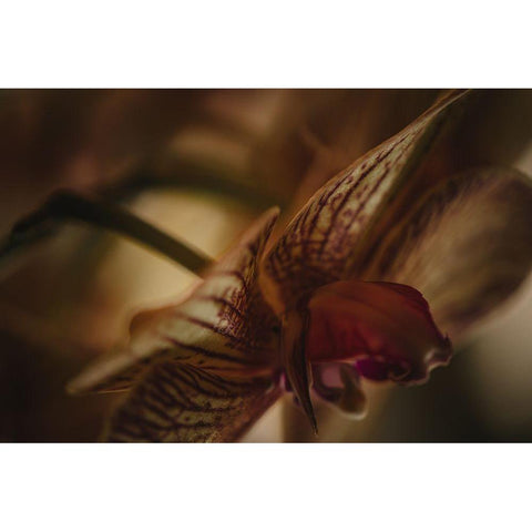 Botanical Series - Orchid 2/2 Gold Ornate Wood Framed Art Print with Double Matting by Elijas, Eva