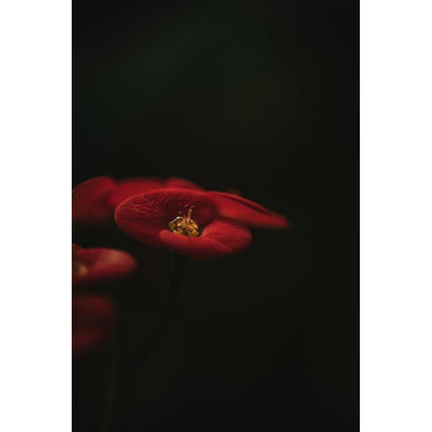 Botanical Series - Red Blossom White Modern Wood Framed Art Print by Elijas, Eva