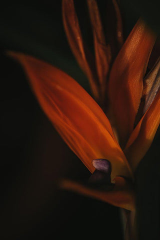 Botanical Series - Bird of Paradise Flower White Modern Wood Framed Art Print with Double Matting by Elijas, Eva