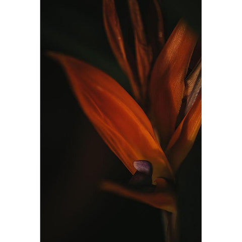 Botanical Series - Bird of Paradise Flower Gold Ornate Wood Framed Art Print with Double Matting by Elijas, Eva