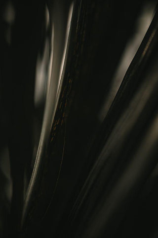 Botanical Series - Palm Leaf Black Ornate Wood Framed Art Print with Double Matting by Elijas, Eva