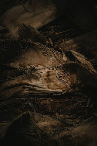 Botanical Series - Palm Bark Black Ornate Wood Framed Art Print with Double Matting by Elijas, Eva