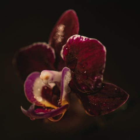 Botanical Series - Orchid a Droplets Gold Ornate Wood Framed Art Print with Double Matting by Elijas, Eva