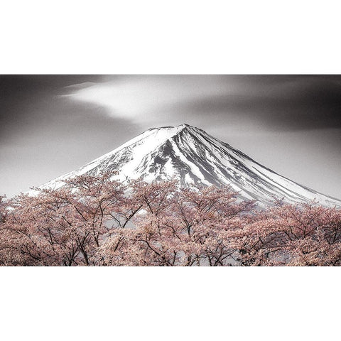 Sakura Fuji White Modern Wood Framed Art Print by Mitamura, Takeshi