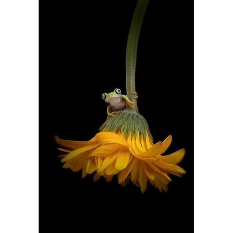 The Lemur Tree Frog and the Gerbera Black Modern Wood Framed Art Print with Double Matting by D Lester, Linda