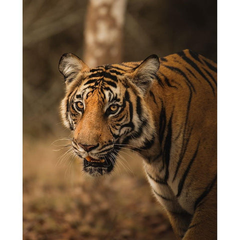 The Tiger Black Modern Wood Framed Art Print by Somnath