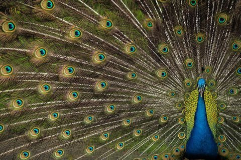 Wild Beauty White Modern Wood Framed Art Print with Double Matting by Hunt, Debbie