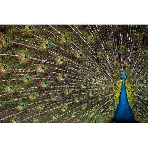 Wild Beauty Black Modern Wood Framed Art Print by Hunt, Debbie