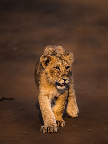 New Blood ! White Modern Wood Framed Art Print with Double Matting by Singodia, Kanchan