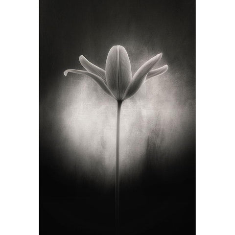 Tulip in black and white White Modern Wood Framed Art Print by Gronkjar, Lotte