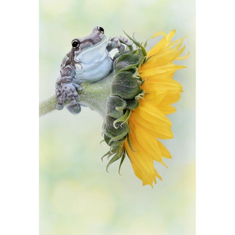 Frog Sunshine White Modern Wood Framed Art Print by D Lester, Linda