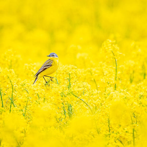 Yellow wagtail Black Ornate Wood Framed Art Print with Double Matting by Larsson, Dan