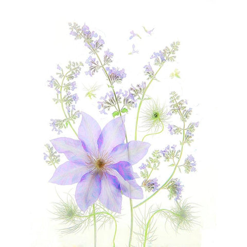 Purple Clematis White Modern Wood Framed Art Print by Zhou, Fangping
