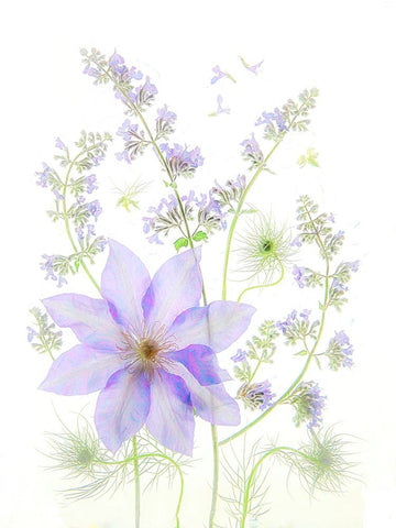 Purple Clematis White Modern Wood Framed Art Print with Double Matting by Zhou, Fangping