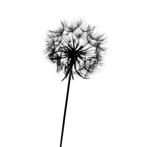 Contrasts Black Modern Wood Framed Art Print by Malysheva, Tatiana