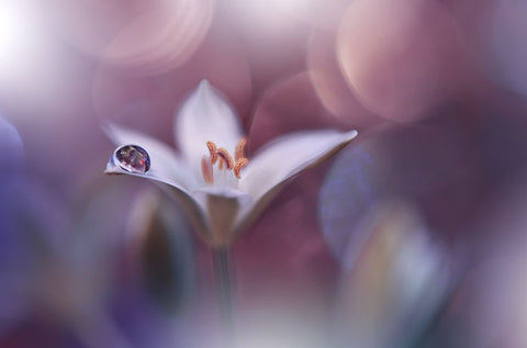 Time Traveller.. Black Ornate Wood Framed Art Print with Double Matting by Nan, Juliana