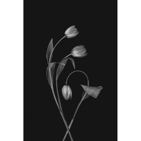 Bending Tulips Black Modern Wood Framed Art Print with Double Matting by Jacobs, Lydia