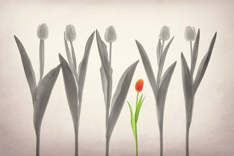 Tulip Forest White Modern Wood Framed Art Print with Double Matting by Jacobs, Lydia