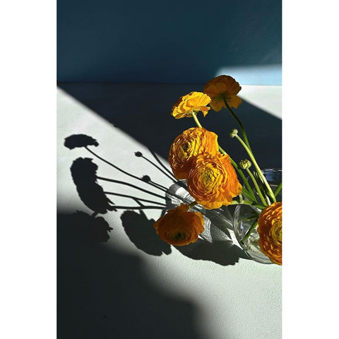 Yellow buttercups Black Modern Wood Framed Art Print with Double Matting by Basso, Donatella