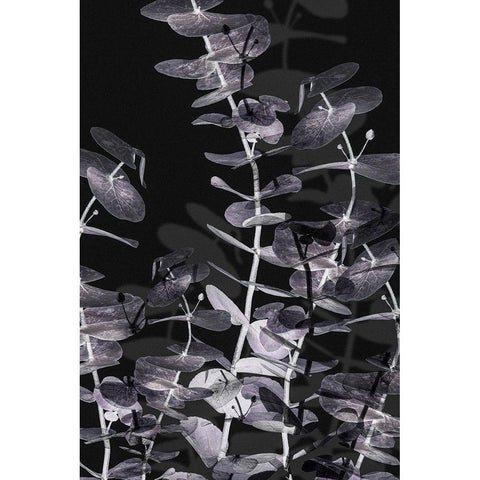 Eucalyptus_Negative_002 Black Modern Wood Framed Art Print with Double Matting by 1x Studio III