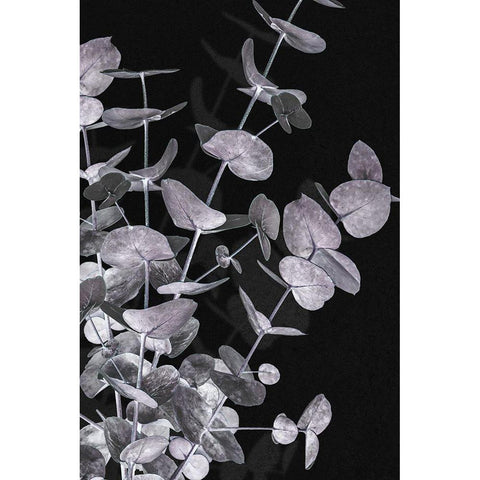 Eucalyptus_Negative_003 Black Modern Wood Framed Art Print with Double Matting by 1x Studio III