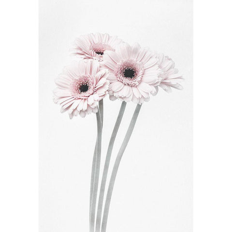 Pink Flowers Black Modern Wood Framed Art Print by 1x Studio III