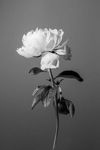 Peony BW Black Ornate Wood Framed Art Print with Double Matting by 1x Studio III
