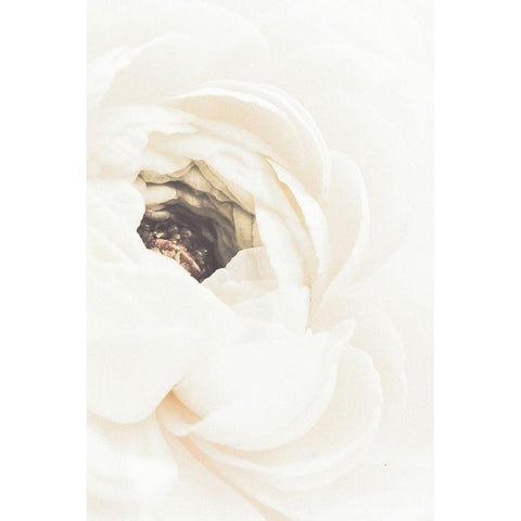 White Flower 01 White Modern Wood Framed Art Print by 1x Studio III