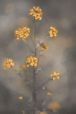 Spring Vibes Black Ornate Wood Framed Art Print with Double Matting by Kiral, Cicek