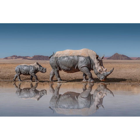 RhinosWalk White Modern Wood Framed Art Print by Egger, Marcel