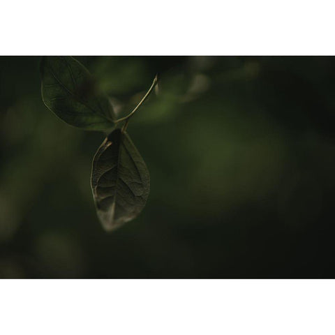 Botanical Series - Leaves 1/5 Black Modern Wood Framed Art Print by Elijas, Eva